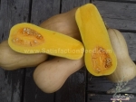 waltham butternut squash seeds