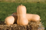 waltham butternut squash seeds