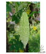 white bitter gourd seeds