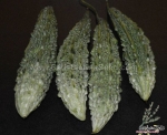 white bitter gourd seeds
