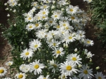 white breeze dwarf oxeye daisy seeds