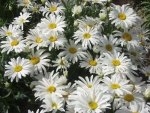 white breeze dwarf oxeye daisy seeds