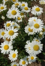white breeze dwarf oxeye daisy seeds