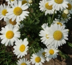 white breeze dwarf oxeye daisy seeds