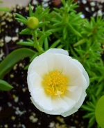 white extra double moss rose seeds