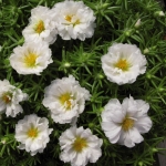 white extra double moss rose seeds