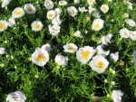 white extra double moss rose seeds