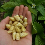 white soul alpine strawberry seeds