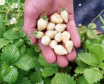 white soul alpine strawberry seeds