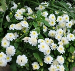 white star matricaria tanacetum parthenium seeds