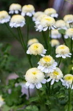 white star matricaria tanacetum parthenium seeds
