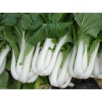 white stem pak choi seeds