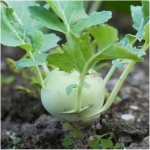 white vienna kohlrabi seeds