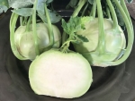 white vienna kohlrabi seeds