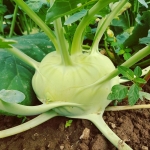 white vienna kohlrabi seeds