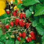 wild strawberry seeds