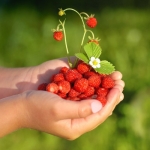 wild strawberry seeds