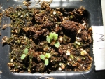 wild strawberry seeds