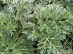 wormwood seeds