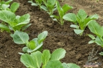 yearround super f1 cabbage seeds