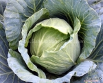 yearround super f1 cabbage seeds