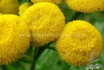 yellow button tansy flower seeds