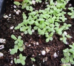 yellow button tansy flower seeds