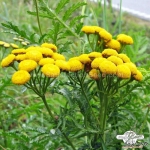 yellow button tansy flower seeds