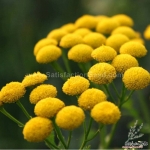 yellow button tansy flower seeds
