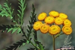 yellow button tansy flower seeds