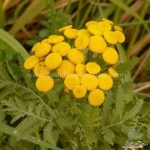 yellow button tansy flower seeds