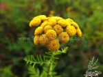 yellow button tansy flower seeds