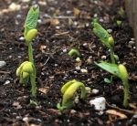 yellow cherokee bush bean seeds