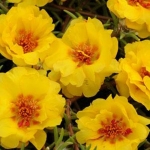 yellow extra double moss rose seeds