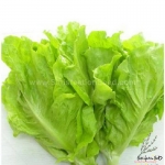 yellow frilled heat resistant lettuce seeds